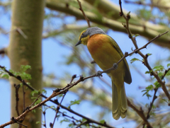 Telophorus sulfureopectus