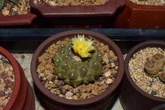 Copiapoa hypogaea