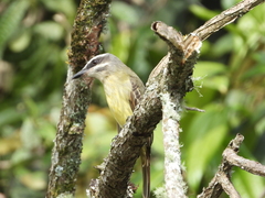 Myiodynastes hemichrysus