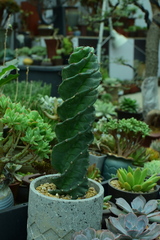 Cereus forbesii