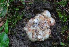 Choiromyces meandriformis