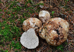 Choiromyces meandriformis