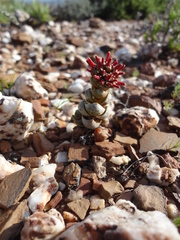 Crassula columnaris