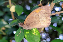Maniola jurtina