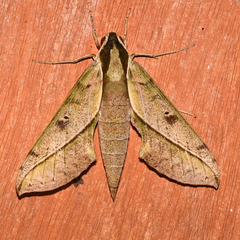 Xylophanes epaphus