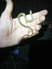 Fowlea flavipunctata