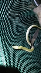 Fowlea flavipunctata