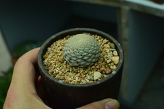 Euphorbia piscidermis