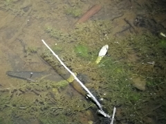 Fowlea flavipunctata