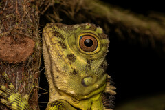 Gonocephalus liogaster