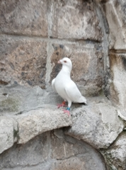 Columba livia domestica
