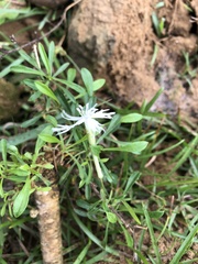 Silene fissipetala