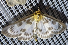 Anania hortulata