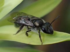 Lasioglossum viride