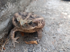 Rhinella