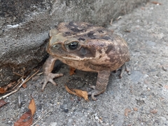 Rhinella