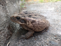 Rhinella