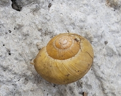 Cepaea nemoralis