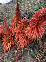 Aloe arborescens