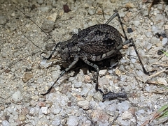 Acripeza reticulata
