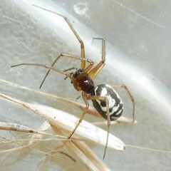 Microlinyphia pusilla