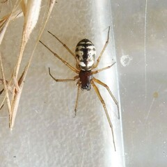 Microlinyphia pusilla