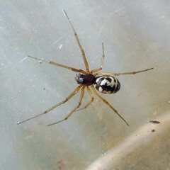 Microlinyphia pusilla