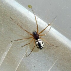 Microlinyphia pusilla