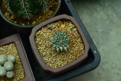 Ariocarpus
