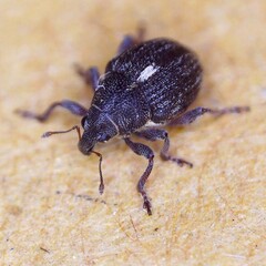 Rhinoncus leucostigma