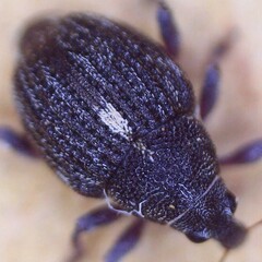 Rhinoncus leucostigma