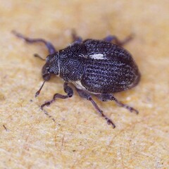 Rhinoncus leucostigma