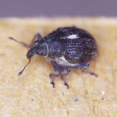 Rhinoncus leucostigma