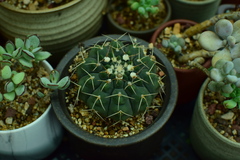 Gymnocalycium
