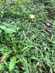 Taraxacum formosanum
