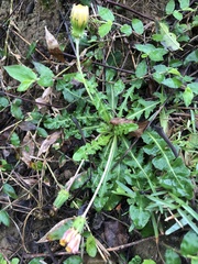 Taraxacum formosanum