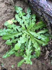Taraxacum formosanum