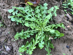 Taraxacum formosanum