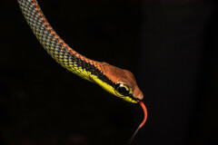 Dendrelaphis formosus