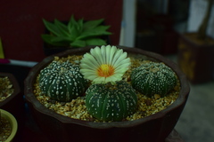 Astrophytum asterias