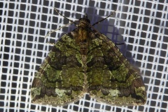 Hydriomena furcata