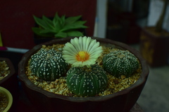 Astrophytum asterias