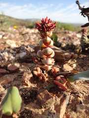Crassula columnaris