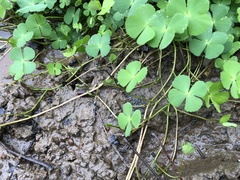 Marsilea minuta