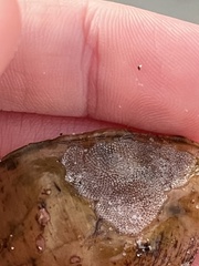 Jellyella tuberculata