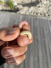 Macroglossum trochilus