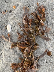 Sargassum sinclairii