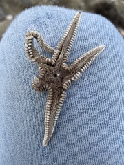 Astropecten