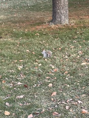 Sciurus carolinensis