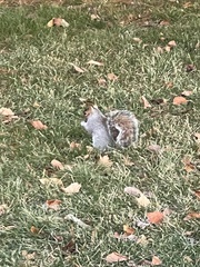 Sciurus carolinensis